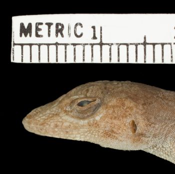 Media type: image; Herpetology R-81131